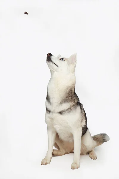 Retrato Niña Gris Husky Siberiano Está Comiendo Sobre Fondo Blanco — Foto de Stock