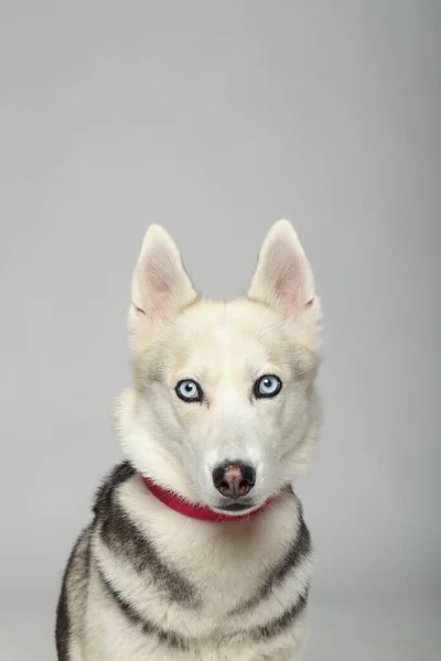 Retrato Cinza Menina Siberiana Husky Olhando Para Você Fundo Branco — Fotografia de Stock