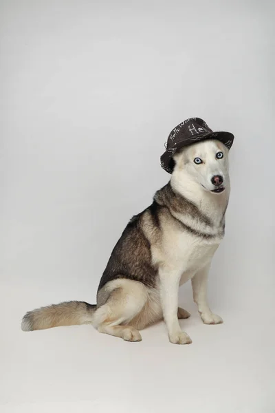 Portrait Grey Girl Siberian Husky Looking You Hat White Background — Stock Photo, Image