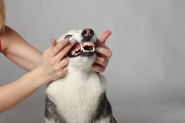 一个灰色的冬眠女孩用白色的背景刷牙的肖像 狗的整容 — 图库照片