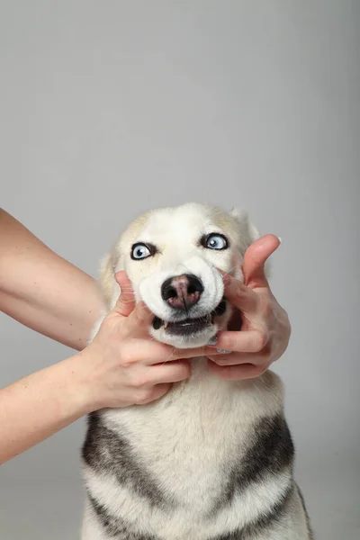 Retrato Una Niña Husky Siberiana Gris Cepillándose Los Dientes Sobre — Foto de Stock