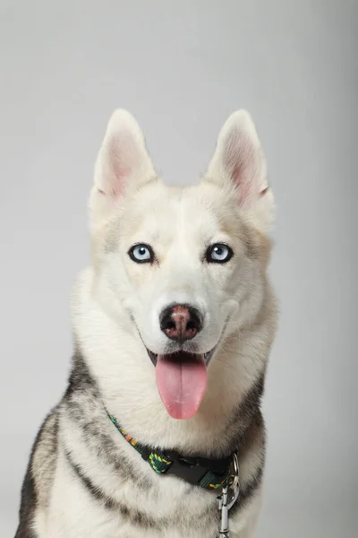 Porträt Eines Grauen Sibirischen Huskys Auf Weißem Hintergrund — Stockfoto