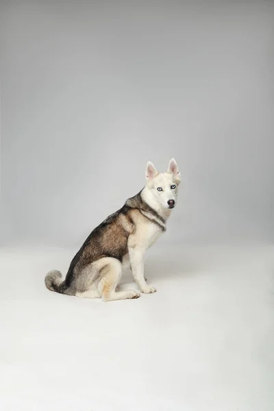 Πορτρέτο Του Γκρι Κορίτσι Siberian Husky Κοιτάζοντας Σας Ένα Λευκό — Φωτογραφία Αρχείου