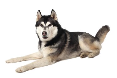 Siyah çocuk Sibirya Husky 'si beyaz arka planda yatıyor.