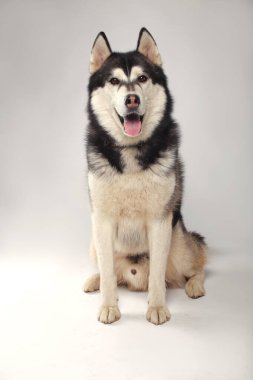 Siyah bir Sibiryalı Husky çocuğu beyaz bir arka planda oturuyor.