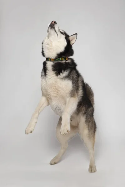 Preto Siberiano Husky Menino Pega Deleite Fundo Branco — Fotografia de Stock