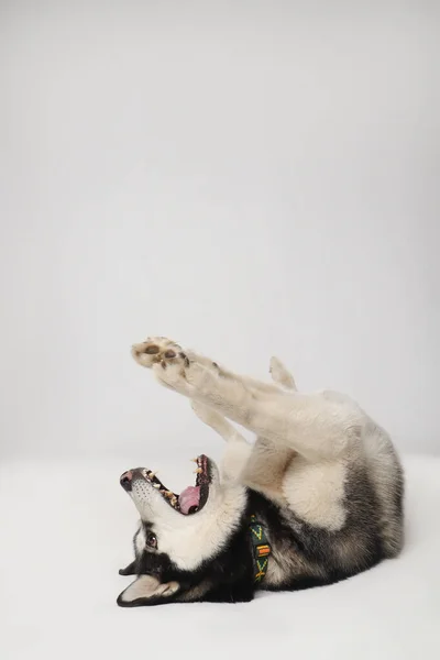 Black Boy Siberian Husky Está Fundo Branco Tentar — Fotografia de Stock
