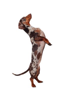 Mermer dachshund kızı. Köpek havlıyor ve eğleniyor. Şekerleme yiyor. Beyaz arkaplan