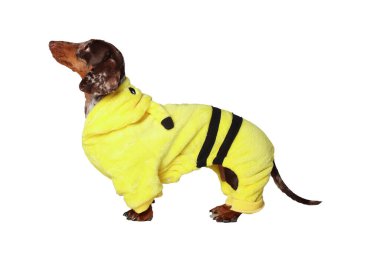 Mermer dachshund kızı, çok komik. Sarı takım elbiseli. Beyaz arkaplan