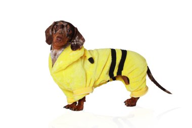 Mermer dachshund kızı, çok komik. Sarı takım elbiseli. Beyaz arkaplan