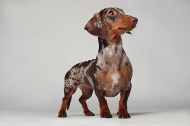 Mermer dachshund kızı, çok komik. Bir köpek portresi. Beyaz arkaplan