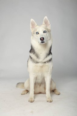 Portrait of grey girl siberian husky looking to you on a white background clipart