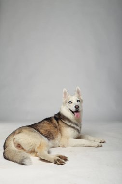 Gri Sibiryalı iri kıyım kız. Köpek uzanıyor. Beyaz arkaplan