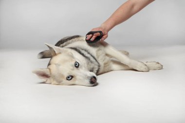 Gri Sibiryalı iri kıyım kız. Köpek bir fırçayla tarandı. Tımarlama