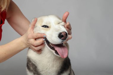 Gri Sibiryalı iri kıyım kız. Komik surat köpek.