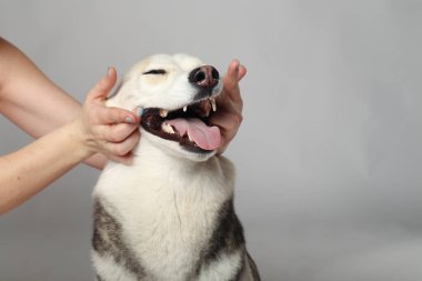 Gri Sibiryalı iri kıyım kız. Komik surat köpek.