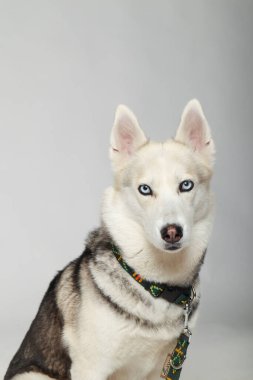 Portrait of grey girl siberian husky looking to you on a white background clipart