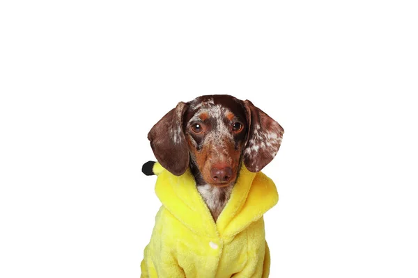 Marble Dachshund Girl Very Funny Yellow Suit White Background — Stock Photo, Image