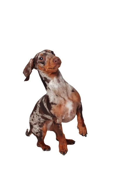 Мраморная Такса Смешно Портрет Собаки Белый Фон — стоковое фото