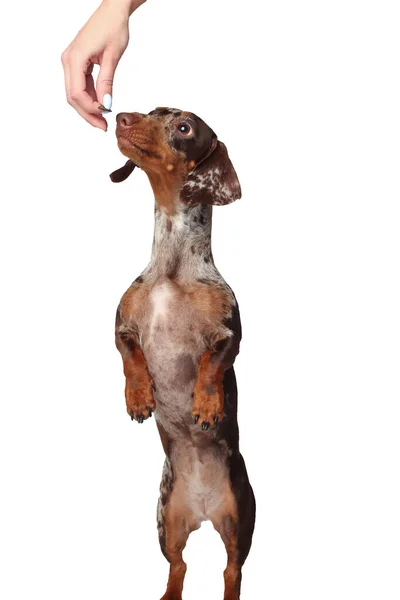 Marmordackelmädchen Der Hund Bellt Und Hat Spaß Iss Leckereien Weißer — Stockfoto