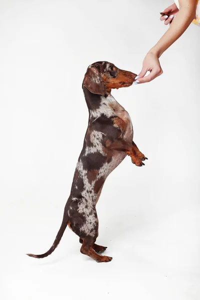 Marble Dachshund Girl Dog Barking Having Fun Eats Goodies White — Stock Photo, Image