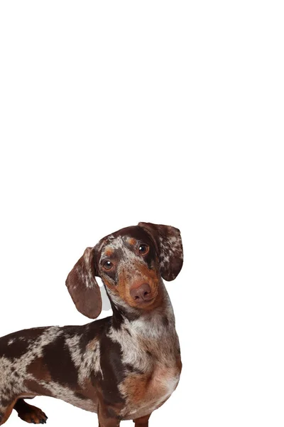 Мраморная Такса Смешно Портрет Собаки Белый Фон — стоковое фото