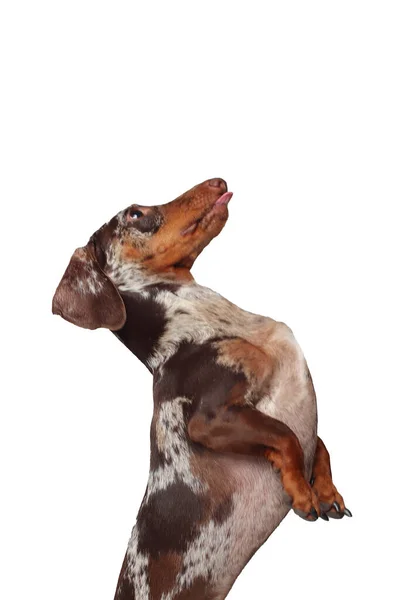 Marble Dachshund Girl Dog Barking Having Fun Eats Goodies White — Stock Photo, Image