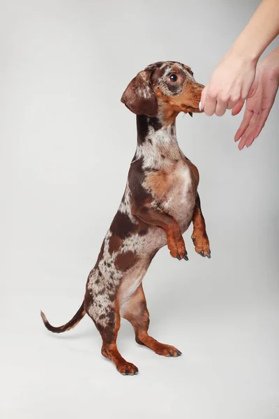 大理石のダックスフントの少女 犬は吠えていて楽しい おいしいものを食べる — ストック写真