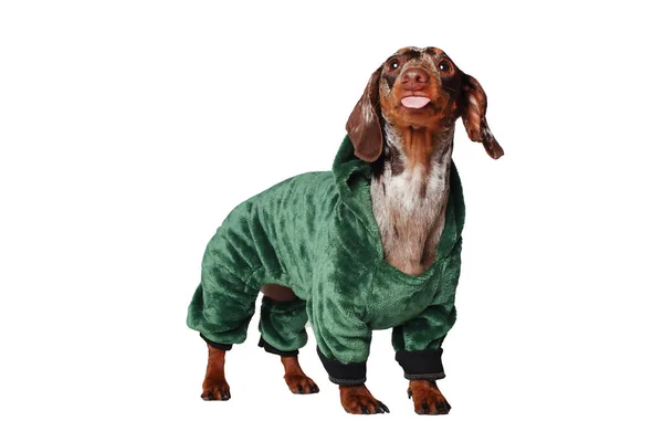 Marble Dachshund Girl Green Dragon Suit White Background — Stock Photo, Image