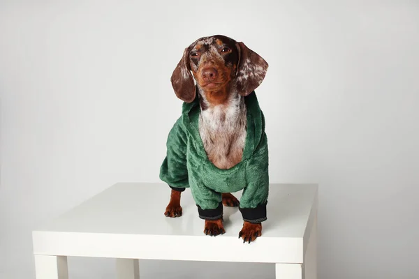 Marble dachshund girl. In a green dragon suit. White background