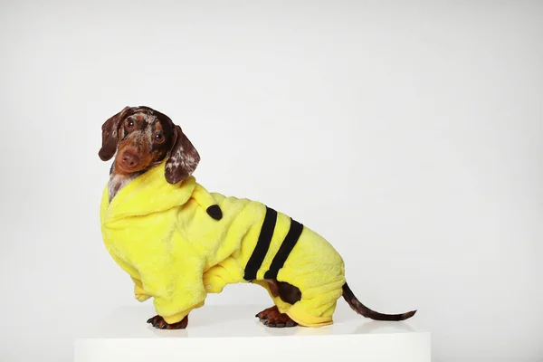 Marble Dachshund Girl Very Funny Yellow Suit White Background — Stock Photo, Image