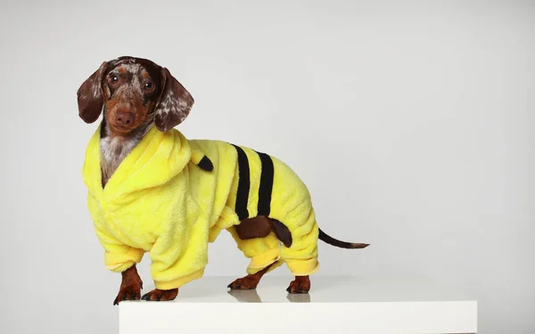 Mármore Dachshund Menina Muito Engraçado Fato Amarelo Fundo Branco — Fotografia de Stock