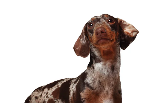 Marmor Tax Flicka Mycket Roligt Porträtt Hund Vit Bakgrund — Stockfoto