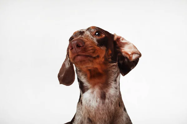 大理石のダックスフントの女の子は 非常に面白い 犬の肖像画 — ストック写真
