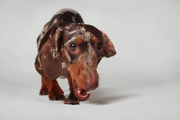 Marmordackelmädchen Sehr Lustig Porträt Eines Hundes Weißer Hintergrund — Stockfoto