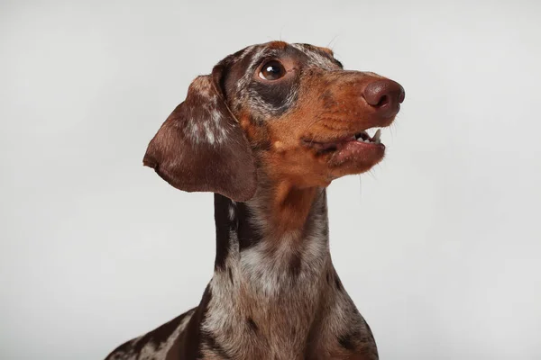 大理石のダックスフントの女の子は 非常に面白い 犬の肖像画 — ストック写真