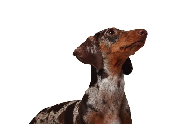 Marmor Tax Flicka Mycket Roligt Porträtt Hund Vit Bakgrund — Stockfoto