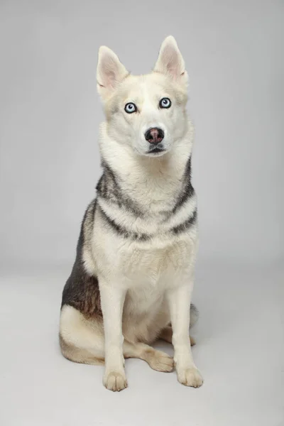 Portret Van Een Grijs Meisje Siberische Husky Kijkend Naar Een — Stockfoto