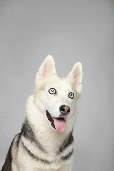 Porträt Eines Grauen Sibirischen Huskys Auf Weißem Hintergrund — Stockfoto