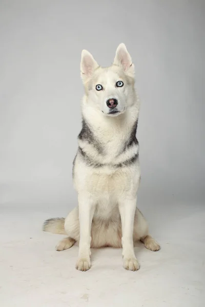 Portrait Grey Girl Siberian Husky Looking You White Background — Stock Photo, Image