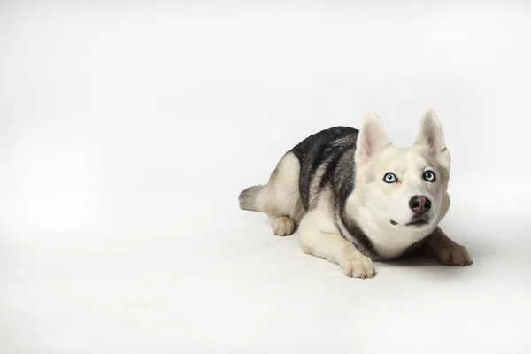 Szara Syberyjska Husky Girl Pies Się Położył Białe Tło — Zdjęcie stockowe
