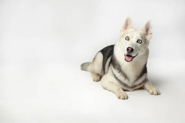 Szara Syberyjska Husky Girl Pies Się Położył Białe Tło — Zdjęcie stockowe