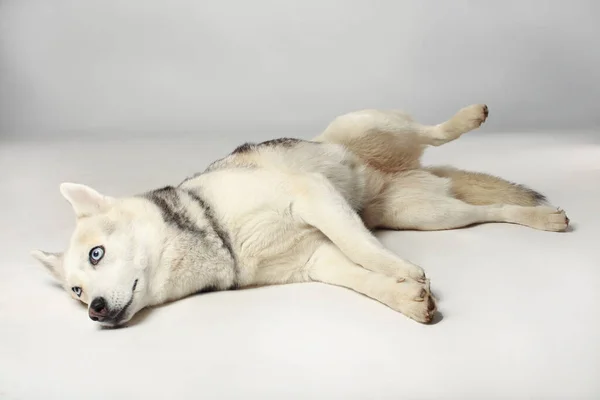 Menina Husky Siberiana Cinza Cão Está Deitado Fundo Branco — Fotografia de Stock