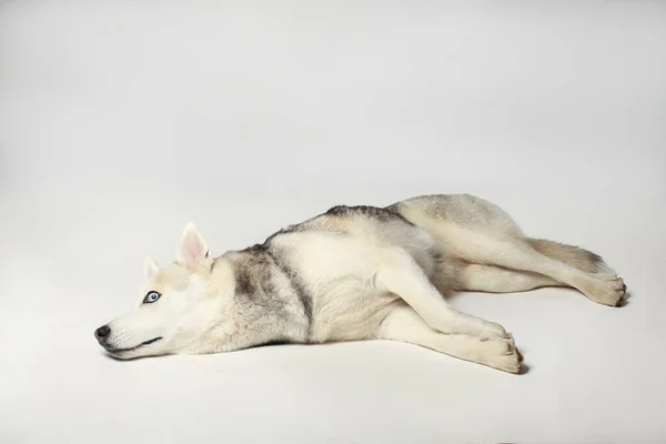 Gri Sibiryalı Iri Kıyım Kız Köpek Uzanıyor Beyaz Arkaplan — Stok fotoğraf