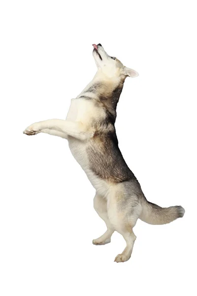Grå Sibirisk Huskyflicka Hunden Hoppar Vit Bakgrund — Stockfoto