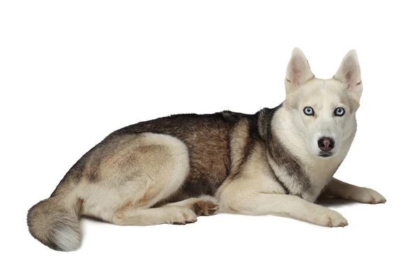 Šedá Sibiřská Husky Holka Pes Leží Zemi Bílé Pozadí — Stock fotografie