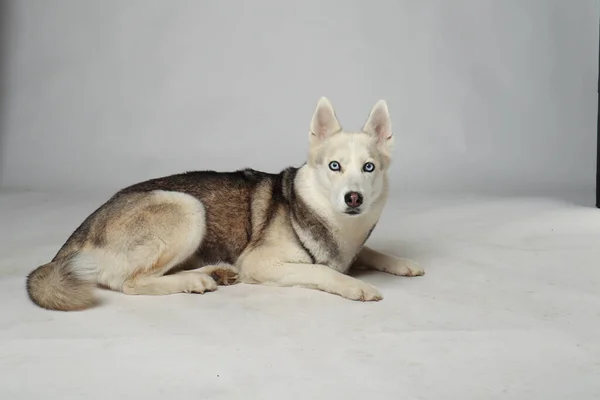 Grijze Siberische Husky Meisje Hond Gaat Liggen Witte Achtergrond — Stockfoto