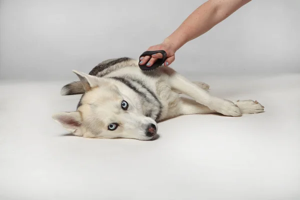 Gri Sibiryalı Iri Kıyım Kız Köpek Bir Fırçayla Tarandı Tımarlama — Stok fotoğraf