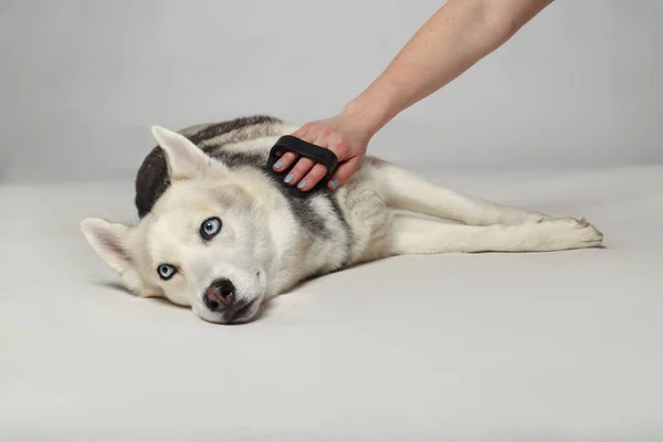 Сибірська Лайка Собаку Зачесано Пензлем Вирощування — стокове фото