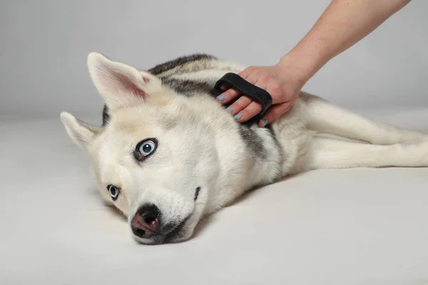 Grå Sibirisk Huskyflicka Hunden Kammas Med Pensel Omvårdnad — Stockfoto